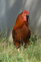 hahn, feigling, bird, tier, bauernhof, geflügel, hähnchen, rot, henne, geflügel, schnabel, ackerbau, kopf, feather, natur, feather, einheimisch, portrait, kamm, gras, weiß, bunt, green, auge, ackerbau