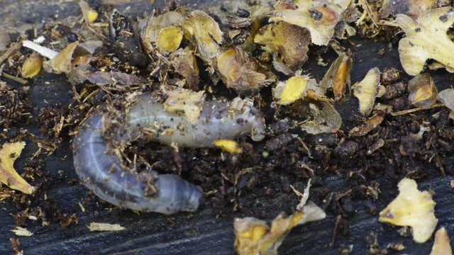 larves sur souche d'arbre mort