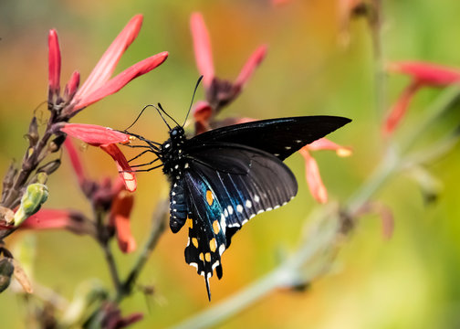 Pipevine Swallowtail (Battus Philenor) Feeding