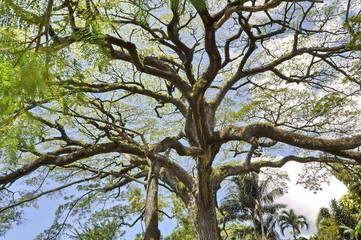 Trees in the Garden in St. Kitts