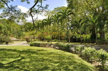 Trees in the Garden in St. Kitts