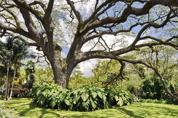 Trees in the Garden in St. Kitts