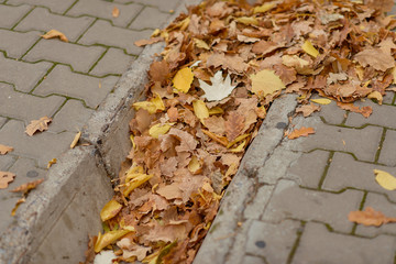 Walk around town. Paving slab. Autumn. Yellowed leaves on the sidewalk. Yellow leaves in the ditch....