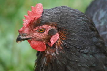 hahn, feigling, bird, tier, bauernhof, geflügel, hähnchen, rot, henne, geflügel, schnabel, ackerbau, kopf, feather, natur, feather, einheimisch, portrait, kamm, gras, weiß, bunt, green, auge, ackerbau