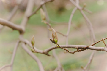 Amazing magnolia flowers in the spring season - 251218347