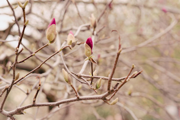 Amazing magnolia flowers in the spring season - 251218370