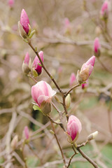 Amazing magnolia flowers in the spring season - 251218372