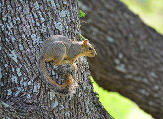 Fox Squirrel (Sciurus niger) Alerts to Danger
