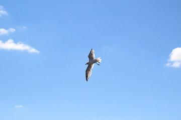 Bird in the sky