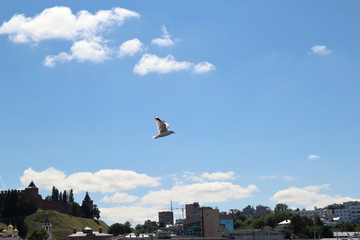 Bird in the sky