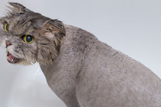 Big, wet, not happy, gray cat in the bathroom.