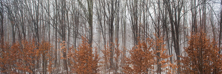 Fototapeta premium deciduous forest and shrub with unsigned foliage in November, foggy morning.