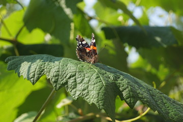 falter, insecta, natur, blume, sommer, rot, orange, flügel, makro, admiral, flügel, schönheit, schön, black, wild lebende tiere, tier, gelb, tier, weiß, motte, falter, vanessa, blume, green