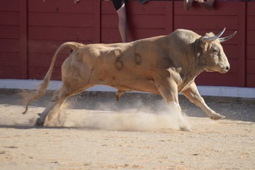 toro español