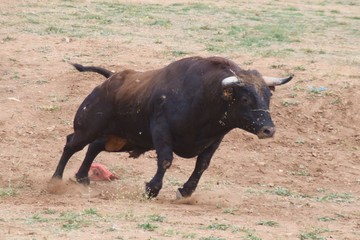 toro español