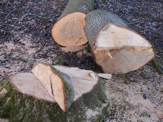 Kettensäge - gerodete Baumstücke liegen im Wald