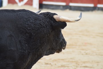 toro español