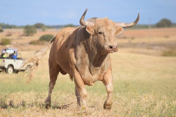 toro español