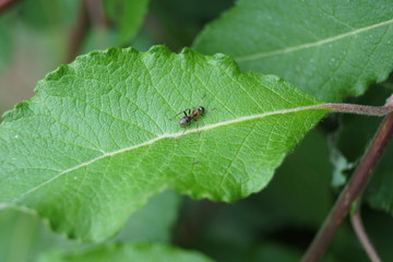 insecta, herrgottskäfer, natur, blatt, makro, käfer, badgered, green, tier, rot, fliege, insecta, close up, pflanze, tier, frühling, sommer, black, garden, wild lebende tiere, close up, gelb, gering