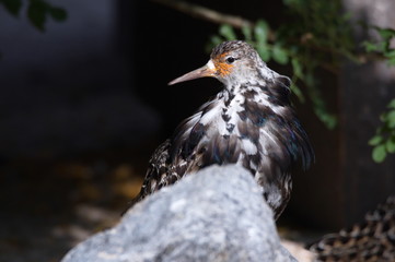 Kampfläufer