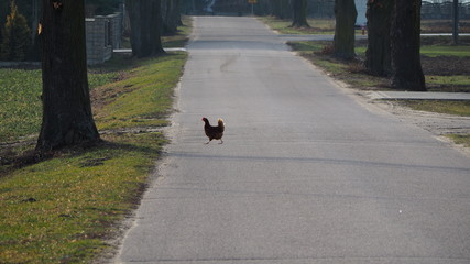 OLYMPUS DIGITAL CAMERA © Magorzata