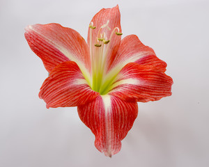Isolated large red flower of amaryllis hippeastrum