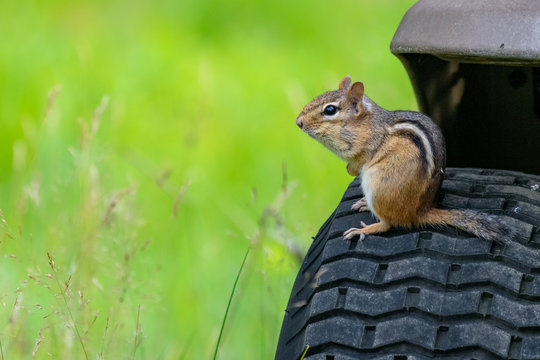 A close up image of a chipmunk sitting on a lawn tractor tire checking to see if the coast is clear to the bird feeder.