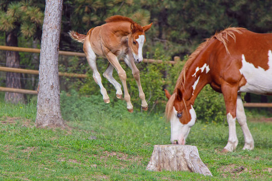 Leaping Foal