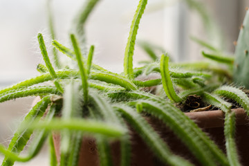 grown home potted cactus