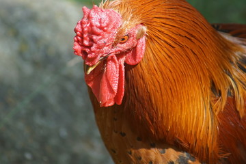 hahn, feigling, bird, tier, bauernhof, geflügel, hähnchen, rot, henne, geflügel, schnabel,...