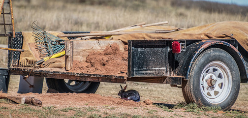 Rabbit under maintenance trailer