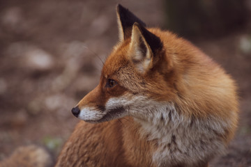 Rotfuchs im natürlichen Umfeld
