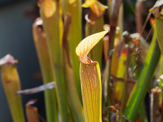 Sarracenie flava rubricorpora. Sarracénie à fleurs jaunes, plante carnivore au tube pigmenté de...