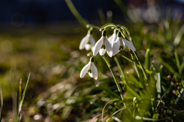 Schneeglöckchen
