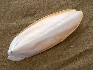Found, natural Cuttlefish bone aka cuttlebone, the internal shell of cephalopod. On sand. Fed to...