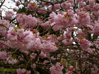 Flower from botanic garden focused with depth