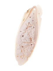 Found, natural Cuttlefish bone aka cuttlebone, the internal shell of cephalopod. Isolated on white background. Already pecked by wild birds.