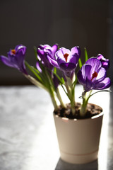 the first spring festive flowers