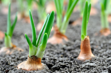close-up of growing green onion plantation