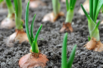 close-up of growing green onion plantation
