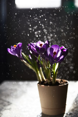 the first spring festive flowers