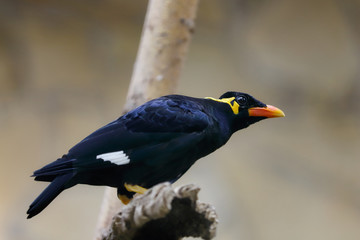 Full body of common hill myna on the branch