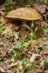 Close-up view of mushroom on the ground in the forest, purposely blurred