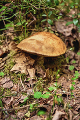 Close-up view of mushroom on the ground in the forest, purposely blurred