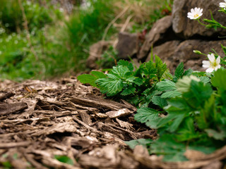 Flower from botanic garden focused with depth