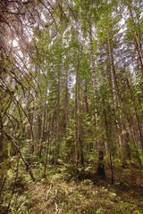 Fototapeta na wymiar Birch trees with long shadows in summer