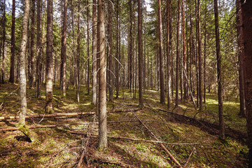 Beautiful landscape of pine forest in summer day. The tall trees of the pine trees growing in the old forest.