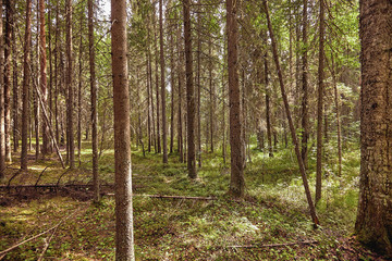 Fototapeta premium Beautiful landscape of pine forest in summer day. The tall trees of the pine trees growing in the old forest.