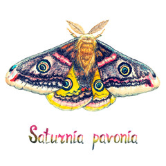 Saturnia pavonia, the small emperor moth, hand painted watercolor  illustration with handwritten inscription