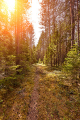 Forest road under sunset sunbeams. Lane running through the summer deciduous forest at dawn or sunrise.